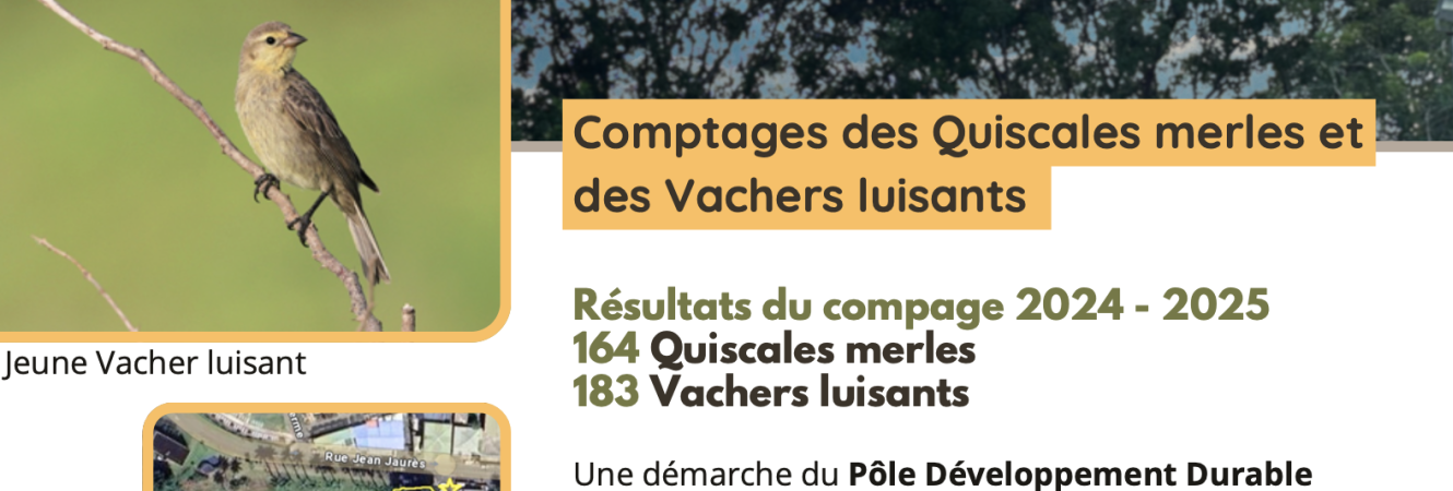 Premier dortoir de quiscale merle et vacher luisant en guadeloupe.