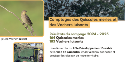 Premier dortoir de quiscale merle et vacher luisant en guadeloupe.
