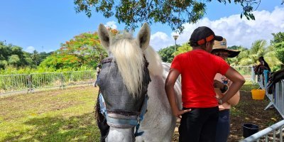 Initiation à l'équitation 